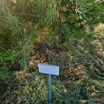 Pinus monophylla Egyéb