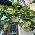 Ficus auriculata Φύλλο