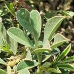 Indigofera schimperi 葉