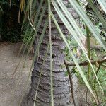 Butia capitata Bark