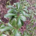 Pyracantha crenulataLeaf