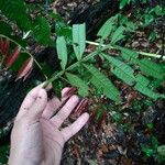 Inga longiflora Folio