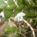 Angraecum aporoides Blomma