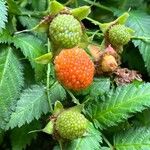 Rubus illecebrosus Fruit