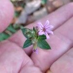 Cuphea ericoides Flor