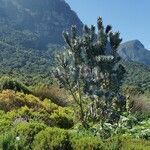 Leucadendron argenteum Habit