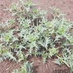 Solanum triflorum Blad