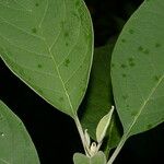 Solanum hazenii Leaf