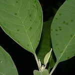 Solanum hazenii Ліст