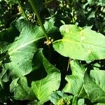 Rumex spinosus Blad