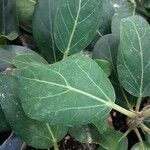 Ficus benghalensis Blatt