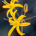 Bloomeria crocea 花