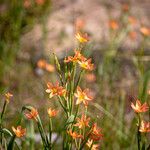 Moraea miniata Flower