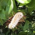 Faurea rochetiana Flower