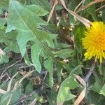 Taraxacum officinale Leaf