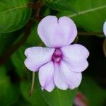 Impatiens flaccida Flor