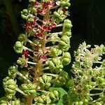 Phytolacca acinosa Fruit