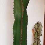 Euphorbia abyssinica Corteza
