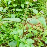 Ageratum conyzoides Schors