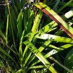 Dianella caerulea Folha