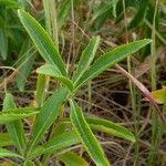 Rorippa austriaca Leaf