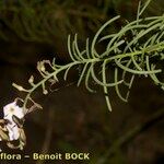 Campylanthus salsoloides Otro