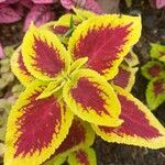 Plectranthus scutellarioides Yaprak
