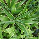 Agave demeesterianaLeaf