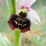 Ophrys holosericea Blüte