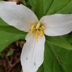 Trillium ovatum 花