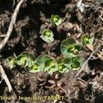 Euphorbia variabilis Habit