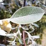 Elaeagnus angustifolia Leaf