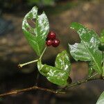 Psychotria orosiana Fruit