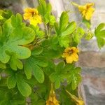 Tropaeolum ciliatum Ruíz & Pav.Flor