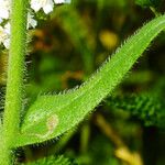 Anchusa procera Leaf