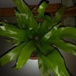 Asplenium antiquum Leaf