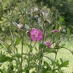 Epilobium hirsutum Floro