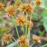 Rhynchospora holoschoenoides Flower