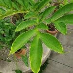 Amorphophallus variabilis Hoja
