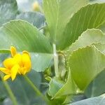 Medicago polymorpha Flower