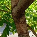 Juglans mandshurica बार्क (छाल)