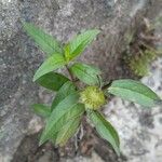 Eclipta prostrata Leaf