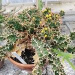 Euphorbia clavigera Habitus