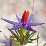 Calectasia narragara Flower