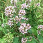 Origanum majoranaFlower