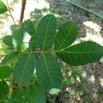 Schinus terebinthifolius Leaf