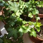 Hedera canariensisLeaf