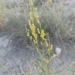Reseda stricta Yaprak