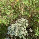 Selinum carvifolium Flower