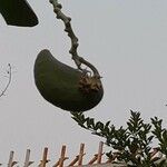 Calotropis procera Fruit